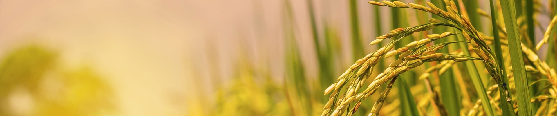 How to distinguish clean rice and poor quality rice