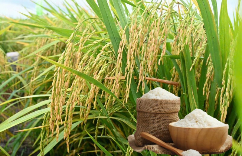 Trend of clean rice consumption in Vietnam